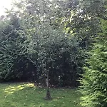 Fewo Reinhard Zentrum Eg Mit Terrasse Und Garten 2 Schlafzimmer 公寓 *